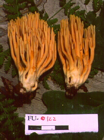 Ramaria sp. - FU-0122