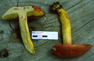 Boletus sp. - FU-0125