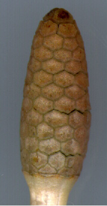 Maturing cone on fertile stem of Field Horsetail (Equisetum arvense)