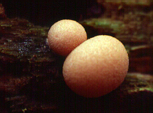 Wolf's Milk Slime Mold (Lycogala epidendron)