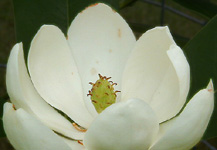 Magnolia virginiana (Sweetbay Magnolia) planted in honor of the late Josette Altman.