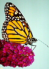 Monarch butterfly raised and released by 3rd & 4th grades, Fall 1999.
