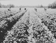Proud of their straight potato rows. (photo: Dorothea Lange)