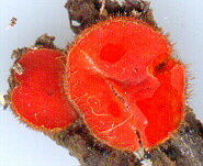 Scutellinia scutellata (L. : Fr.) Lambotte - Eyelash Cup