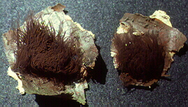 Chocolate Hair Slime Mold (Stemonitis sp.)