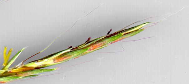 Big Bluestem Grass - part of inflorescence, with purple styles and yellow anthers of the florets