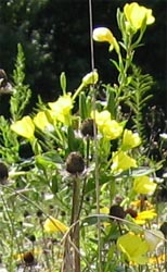 Evening Primrose - first blooming season - Aug., 2004