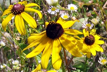 Black-eyed Susan - first blooming season - Aug., 2004