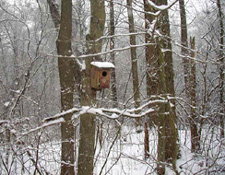 Roosevelt Woodland Trail - south of vernal pond