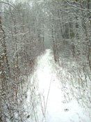 Roosevelt Woodland Trail - east of vernal pond