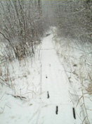 Roosevelt Woodland Trail - boardwalk south of vernal pond