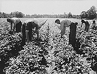 2nd best crop in the three top NJ potato growing counties (photo: Dorothea Lange)