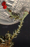 Cladonia cristetella