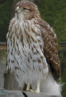 Cooper's Hawk (immature) - Roosevelt, August, 2001