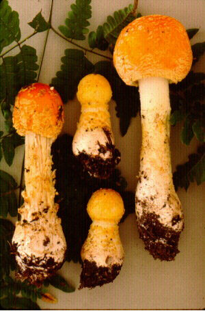 Northeastern fly agaric (Amanita muscaria var. formosa sensu auct. amer.)