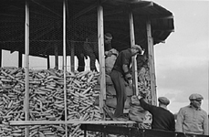 Storing corn for the dairy herd. (photo: Russell Lee)